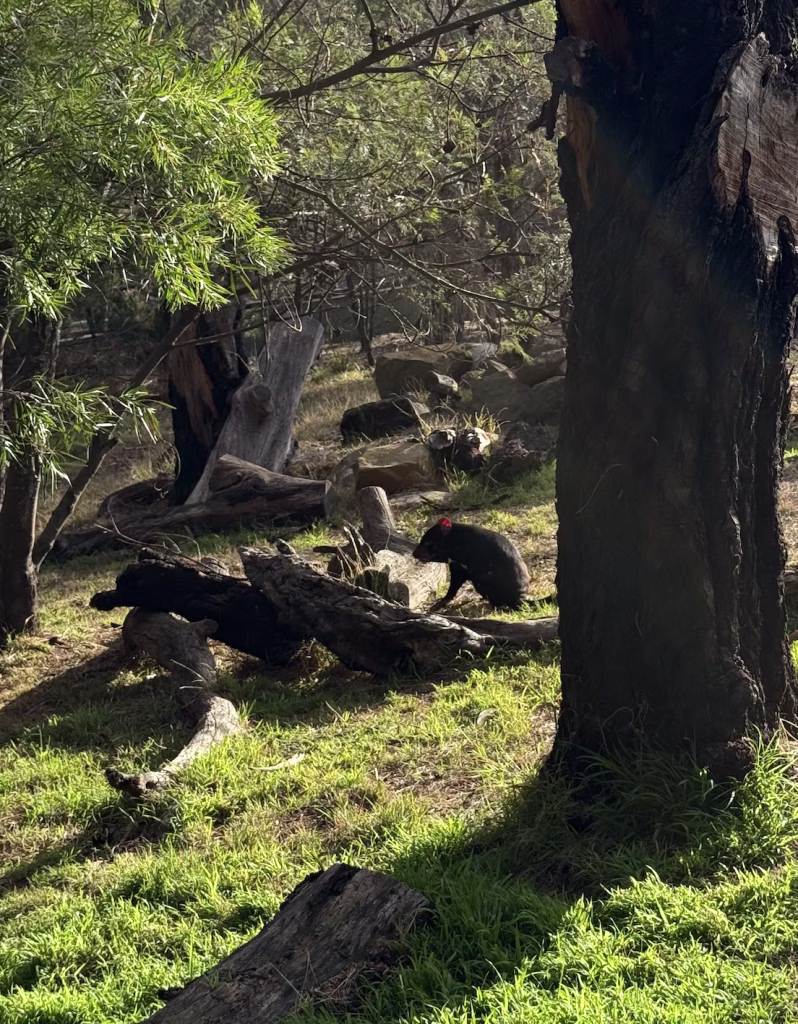 A Tasmanian devil at Bonorong Wildlife Sanctuary 